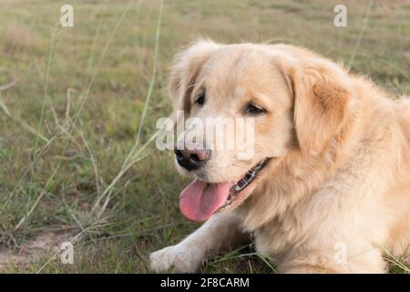 Ritratto closeup del cane Golden Retriever sdraiato sul prato Foto Stock