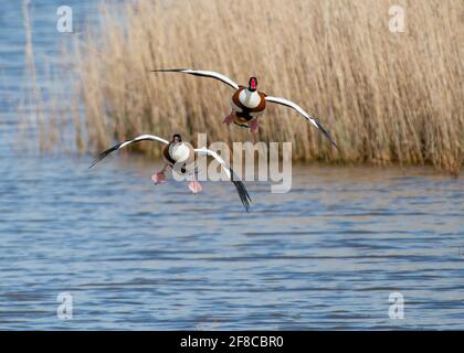 Coppia di Shelducks Tadorna tadorna volare verso la macchina fotografica sopra acqua e canneti in inverno a Charente Maritime, Francia Foto Stock