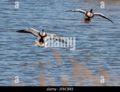 Due Shelanks (Tadorna tadorna) che volano sopra le paludi scivolano per la terra estuario Gironda, Charente Maritime Foto Stock