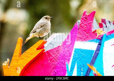 Comune Redstart Phoenicurus phoenicurus Female Redstart City Bird Urban Animals uccello femminile arroccato sul colorato Fence City Animal colorato Foto Stock