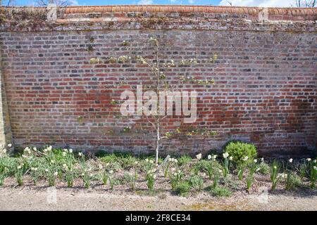 Victoria Plum albero che cresce contro un muro di giardino in un Giardino inglese.(Prunus domestica 'Victoria') Foto Stock