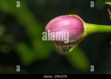 Primo piano fiore di limone con una goccia di pioggia appeso, closeup fotografie con gocce d'acqua Foto Stock