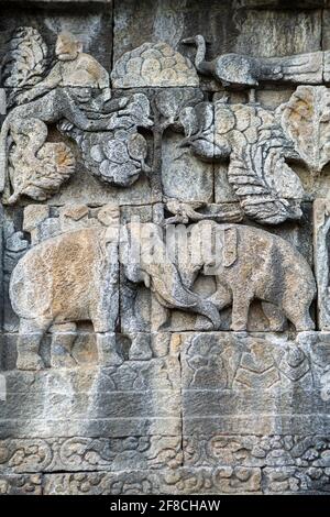 Elefanti asiatici - scultura sul tempio di Borobudur, proposta da Paules Deraniyagala come specie estinta - l'elefante giavanese (Elephas maximus fondaicus) Foto Stock