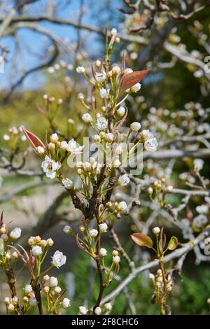 Victoria Plum Tree che cresce in un giardino inglese.(Prunus domestica 'Victoria' ) Foto Stock