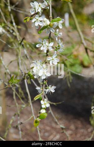 Victoria Plum Tree che cresce in un giardino inglese.(Prunus domestica 'Victoria' ) Foto Stock