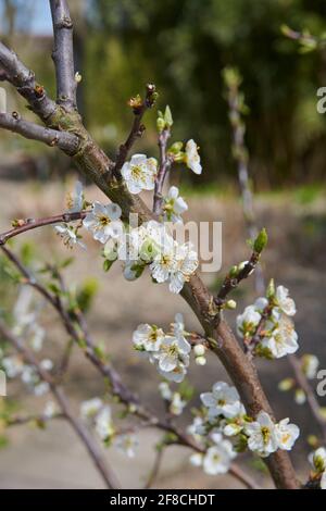 Victoria Plum Tree che cresce in un giardino inglese.(Prunus domestica 'Victoria' ) Foto Stock