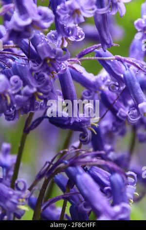 Bluebells in fiore dopo la doccia di primavera, Renfrewshire orientale, Scozia Foto Stock