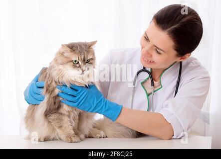 Bel gatto domestico sta aspettando con pazienza per essere trattato al veterinario Foto Stock