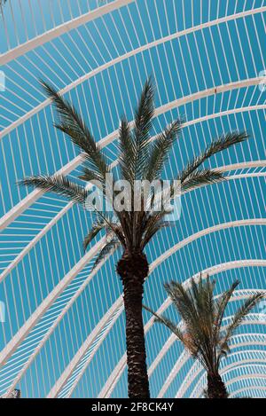 Alberi di palma sotto l'Umbracle nella Città delle Arti e delle Scienze, Valencia, Spagna. Foto Stock