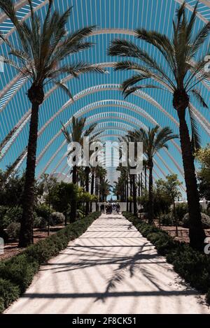 Alberi di palma sotto l'Umbracle nella Città delle Arti e delle Scienze, Valencia, Spagna. Foto Stock