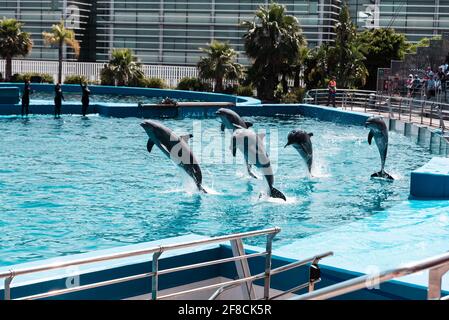 I delfini che si esibiscono presso l'Oceanografic nella Città delle Arti e delle Scienze di Valencia, Spagna. Foto Stock