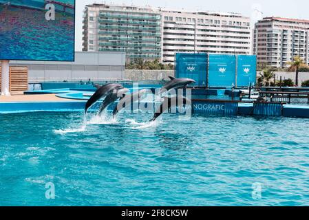 I delfini che si esibiscono presso l'Oceanografic nella Città delle Arti e delle Scienze di Valencia, Spagna. Foto Stock