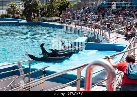 I delfini che si esibiscono presso l'Oceanografic nella Città delle Arti e delle Scienze di Valencia, Spagna. Foto Stock