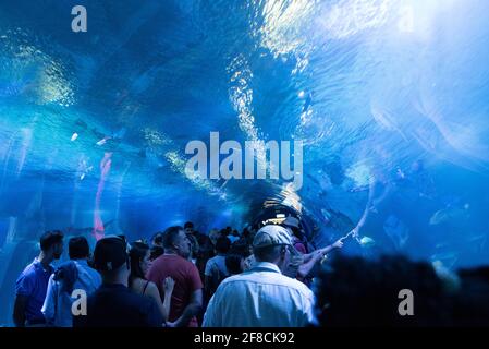 Persone che camminano attraverso una passerella subacquea presso l'acquario l'Oceanografic nella Città delle Arti e delle Scienze, Valencia, Spagna. Foto Stock