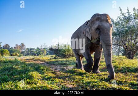 elefante a piedi al santuario degli animali nel triangolo d'oro Foto Stock