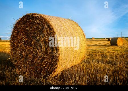 Balle di fieno che raccolgono in un paesaggio di campo dorato Foto Stock