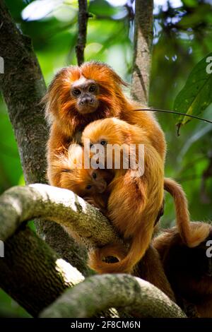 Ritratto di scimmia rara Golden Lion Tamarin in un verde sfondo Foto Stock