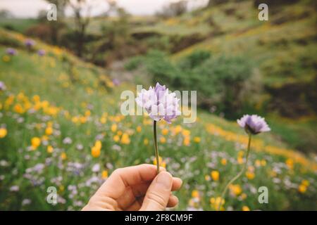 Dettaglio di giacinti selvaggi in un campo di Lupin e. Papaveri Foto Stock