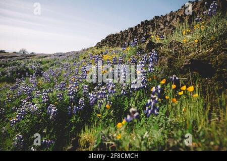 Lupin e Poppies coprono una collina rocciosa in primavera Foto Stock