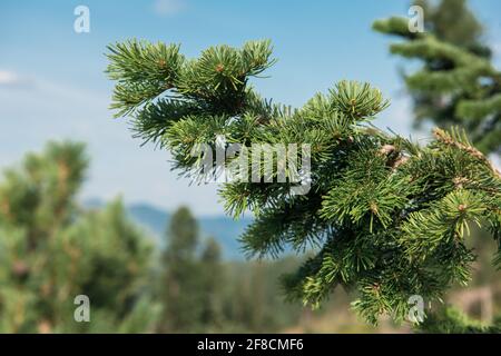 Closeup di cedro siberiano sui Monti Altai Foto Stock