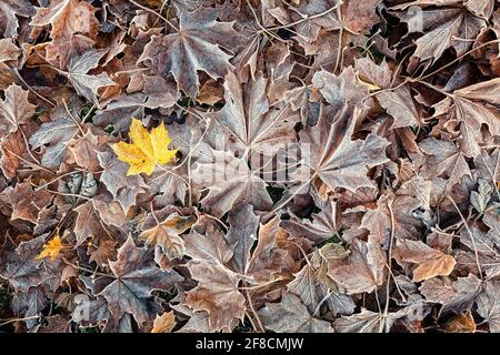 Sfondo di foglia di acero congelato a terra in autunno, autunno, inverno Foto Stock