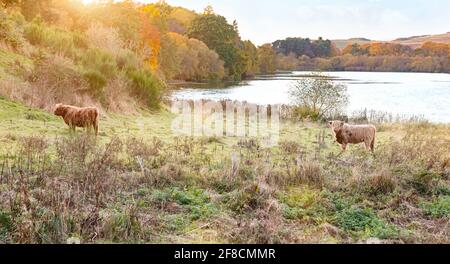 Scottish Highland mucca da un lago in Scozia Foto Stock