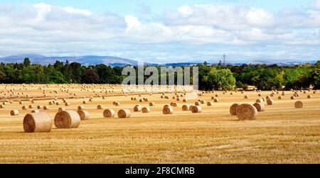 Raccolta di balle di fieno in grande campo d'oro paesaggio panoramico Foto Stock