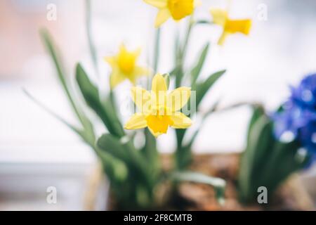 daffodil giallo e giacinto blu sul davanzale Foto Stock