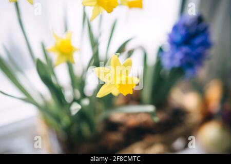 daffodil giallo e giacinto blu sul davanzale Foto Stock