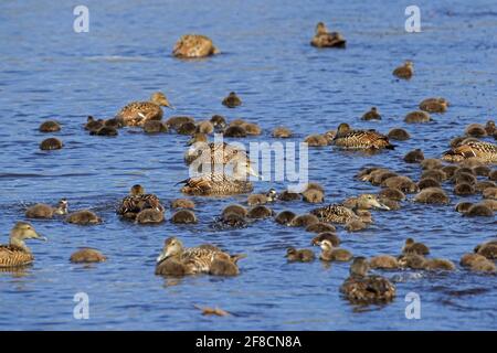 Gruppo di anatre comuni (Somateria mollisima), femmine con anatroccoli che nuotano in mare chiamato crèching, comportamento tipico nella colonia di anatre di Eider Foto Stock