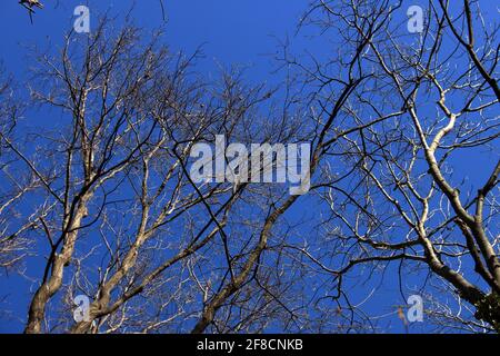 Tiro ad angolo basso di un sacco di alberi senza foglie sotto il cielo serale Foto Stock