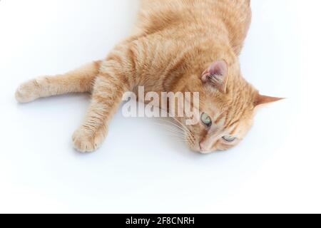 Bel gatto giovane zenzero. Adorabile animale domestico arancione. Carino gattino rosso con classico motivo in marmo isolato su sfondo bianco sdraiato a pappatetto. Foto di alta qualità Foto Stock