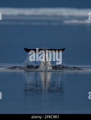 Narwhal coda immersione, Pond Inlet, Baffin Island, Nunavut, Canada Foto Stock