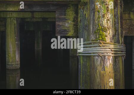 Primo piano dettaglio di decadimento, struttura e alghe verdi su palafitte in legno nautico sotto un molo o un molo sul mare. Foto Stock