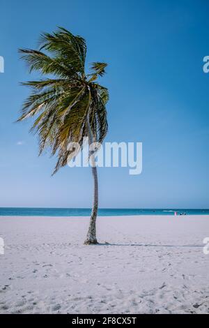 Eagle Beach Aruba, palme sulla costa di Eagle Beach in Aruba spiaggia bianca e blu oceano Foto Stock