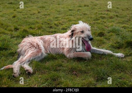 Crossbreed afghano e cane lurcher che si posa su erba ansimando Foto Stock