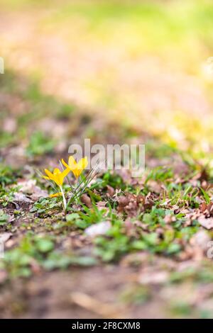 Immagine verticale di fiori gialli in fiore Foto Stock