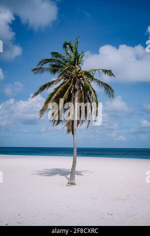 Eagle Beach Aruba, palme sulla costa di Eagle Beach in Aruba spiaggia bianca e blu oceano Foto Stock