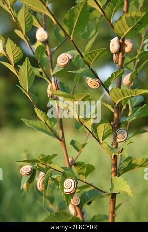 Molte lumache di prato su una pianta in un campo. Cepaea hortensis. Piccole lumache sull'erba in estate. Molte lumache. Lumaca sulla pianta. Foto Stock