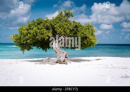 Eagle Beach Aruba, Divi Dive Trees sul litorale di Eagle Beach ad Aruba, Foto Stock