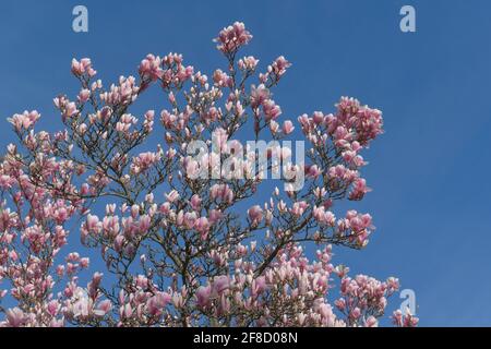 Hellrosane Magnolie (Magnolia) Foto Stock