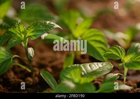 Piantine di giovani piante da giardino serra. Germogli di frutta o verdura. Gambi e foglie germogliano da terreno fertile in contenitori crescenti. Foto Stock