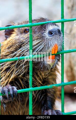 Ritratto di un ratto d'acqua di nutria con grandi incisivi arancioni arroccati dietro barre di metallo verde. Immagine verticale, primo piano, spazio per la copia. Foto Stock