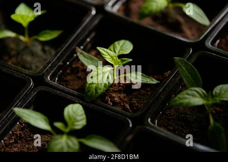 Piantine di giovani piante da giardino serra. Germogli di frutta o verdura. Gambi e foglie germogliano da terreno fertile in contenitori crescenti. Foto Stock