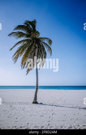 Eagle Beach Aruba, palme sulla costa di Eagle Beach in Aruba spiaggia bianca e blu oceano Foto Stock