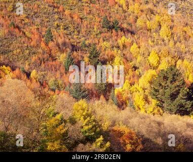 Hillside in colori autunnali, Arrowtown, Regione di Otago, Isola del Sud, Nuova Zelanda Foto Stock