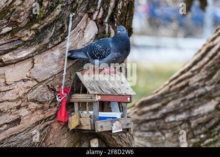 Il piccione siede sull'alimentatore di un uccello. Uccelli urbani. Foto di alta qualità Foto Stock