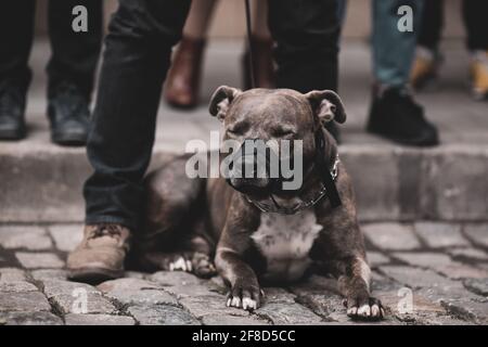 Immagine della profondità di campo poco profonda (fuoco selettivo) con un pitbull che indossa un muso insieme a un gruppo di persone. Foto Stock