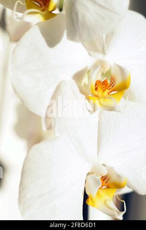 Immagine verticale di orchidee di Moth bianche in fiore Foto Stock