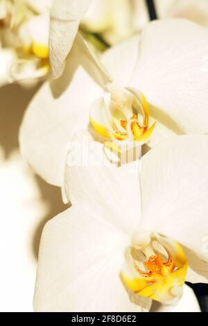 Immagine verticale di orchidee di Moth bianche in fiore Foto Stock